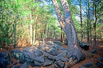 Outdoor Blue Hills Hike in Boston, MA on a sunny day during the winter