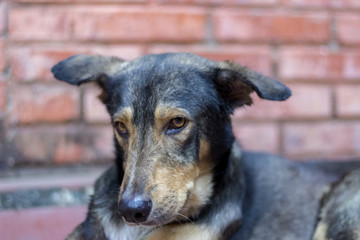 beautiful dog on the floor