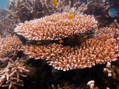 Hard coral found at coral reeef area at Tioman island, Malaysia