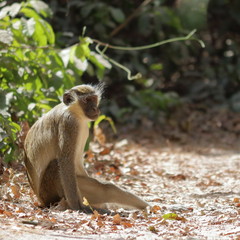 green monkey