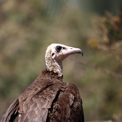 hooded vulture