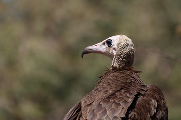 hooded vulture