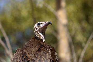 hooded vulture