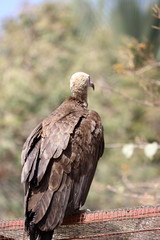 hooded vulture