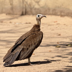 hooded vulture
