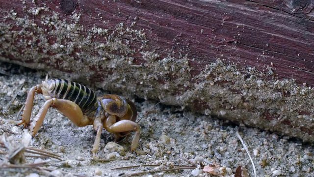 Jerusalem Cricket AKA Potato bug