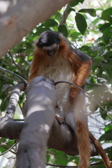 red colobus monkey