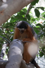 red colobus monkey
