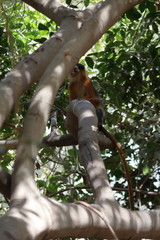 red colobus monkey