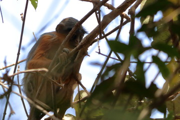 red colobus monkey