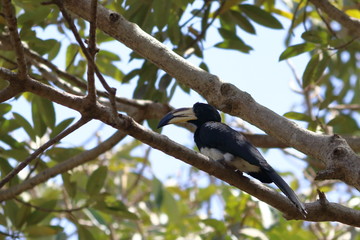 gambia