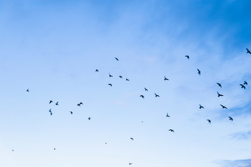 birds in freedom flying through blue sky