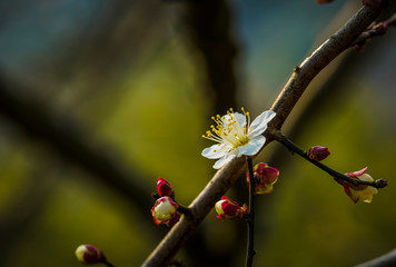 Blooming Plum Blossoms