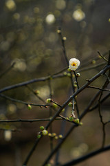 Blooming Plum Blossoms
