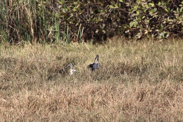 birds gambia