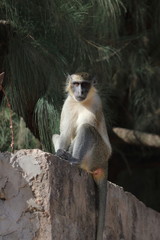 green monkey