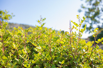 Green Carob tree leafs. Ceratonia siliqua leafs in mediterranean - Turkey.