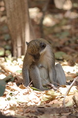green monkey