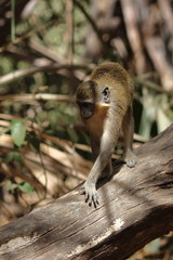 green monkey