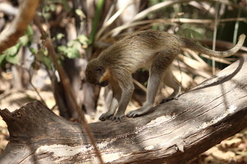 green monkey