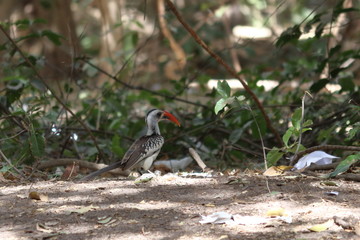 hornbill