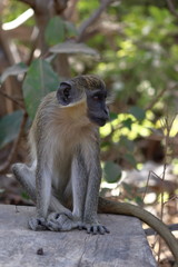 green monkey