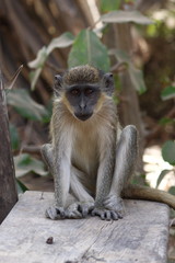 Obraz premium green monkey