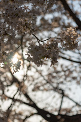 Close up full bloom beautiful pink cherry blossoms flowers ( sakura ) over the garden in springtime sunny day with soft natural background