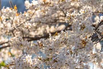 Close up full bloom beautiful pink cherry blossoms flowers ( sakura ) over the garden in springtime sunny day with soft natural background