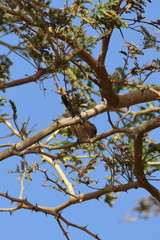 gambia
