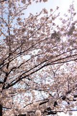 Close up full bloom beautiful pink cherry blossoms flowers ( sakura ) over the garden in springtime sunny day with soft natural background