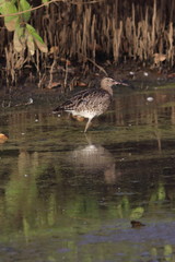 birding gambia