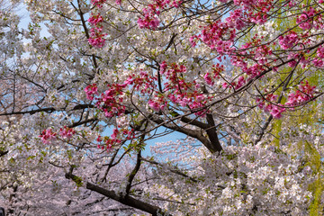 Close up full bloom beautiful pink cherry blossoms flowers ( sakura ) over the garden in springtime sunny day with soft natural background