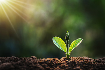 small plant growing in garden with sunlight