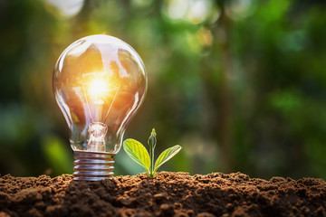 lightbulb with small plant on soil and sunshine. concept saving energy in nature - obrazy, fototapety, plakaty