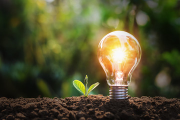 Fototapeta lightbulb with small plant on soil and sunshine. concept saving energy in nature obraz