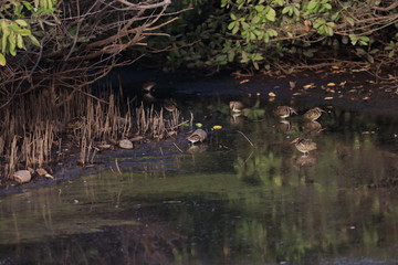 birding gambia