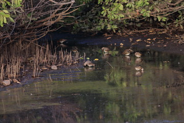 birding gambia