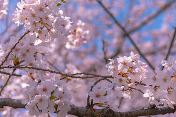 Close up full bloom beautiful pink cherry blossoms flowers ( sakura ) over the garden in springtime sunny day with soft natural background