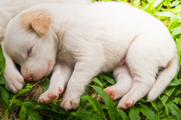 Naklejka na ściany i meble Sweet dreams cute puppy on the grass