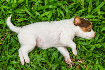 Sweet dreams cute puppy on the grass