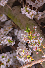 Close up full bloom beautiful pink cherry blossoms flowers ( sakura ) over the garden at night in springtime with soft natural background 