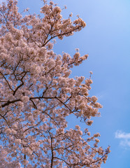 Close up full bloom beautiful pink cherry blossoms flowers ( sakura ) over the garden in springtime sunny day with soft natural background