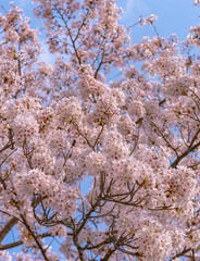 Close up full bloom beautiful pink cherry blossoms flowers ( sakura ) over the garden in springtime sunny day with soft natural background
