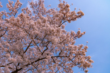 Close up full bloom beautiful pink cherry blossoms flowers ( sakura ) over the garden in springtime sunny day with soft natural background