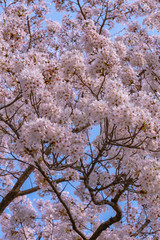 Close up full bloom beautiful pink cherry blossoms flowers ( sakura ) over the garden in springtime sunny day with soft natural background