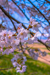 Close up full bloom beautiful pink cherry blossoms flowers ( sakura ) over the garden in springtime sunny day with soft natural background