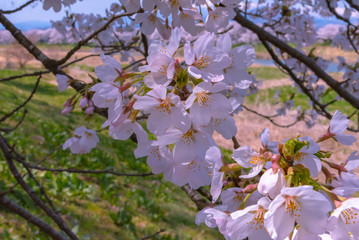 Close up full bloom beautiful pink cherry blossoms flowers ( sakura ) over the garden in springtime sunny day with soft natural background