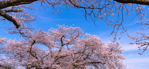 Close up full bloom beautiful pink cherry blossoms flowers ( sakura ) over the garden in springtime sunny day with soft natural background
