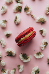 Composition of delicious bright macaroons and floral petals 